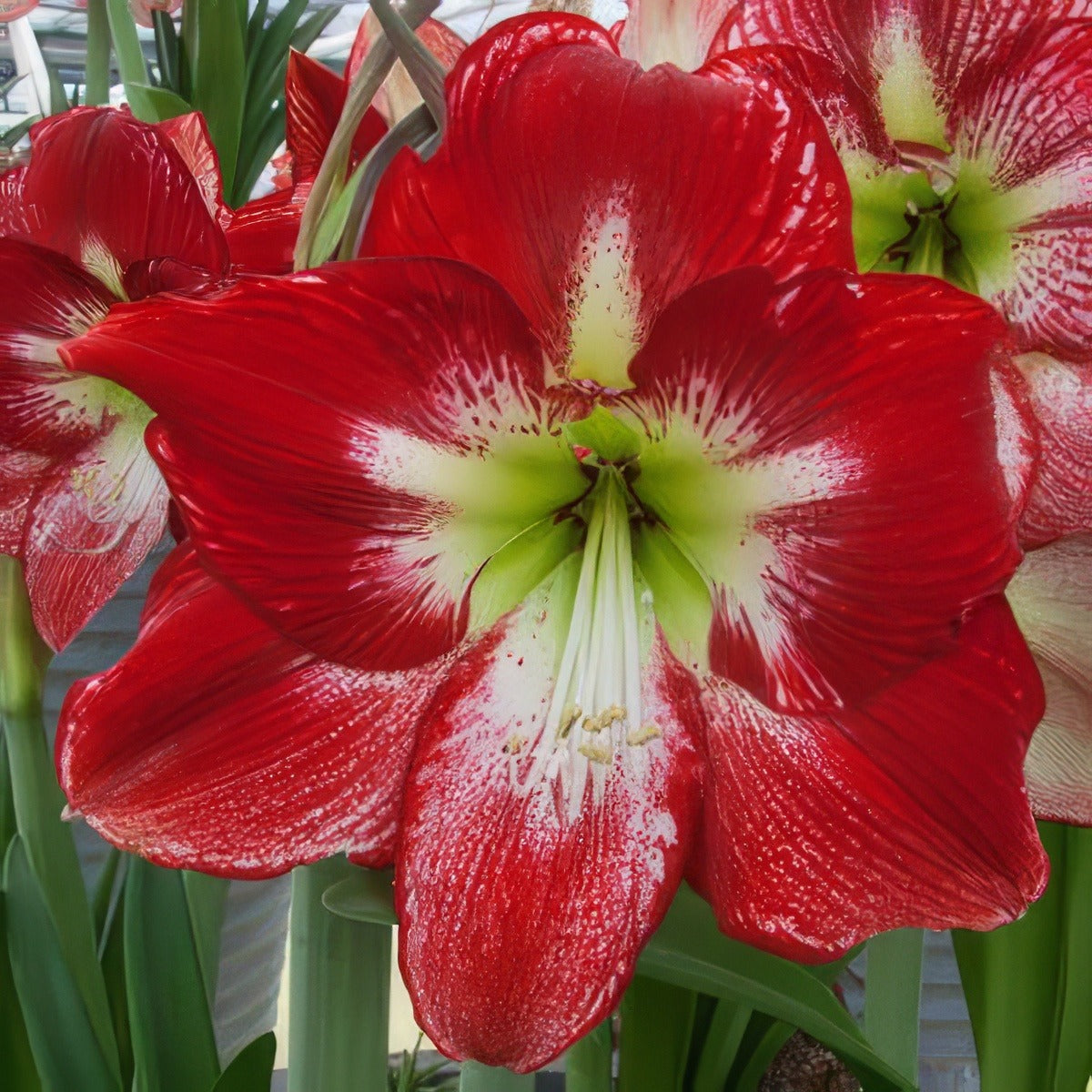 Hippeastrum Flamenco Queen Bulhipfqu - Garden Express Australia