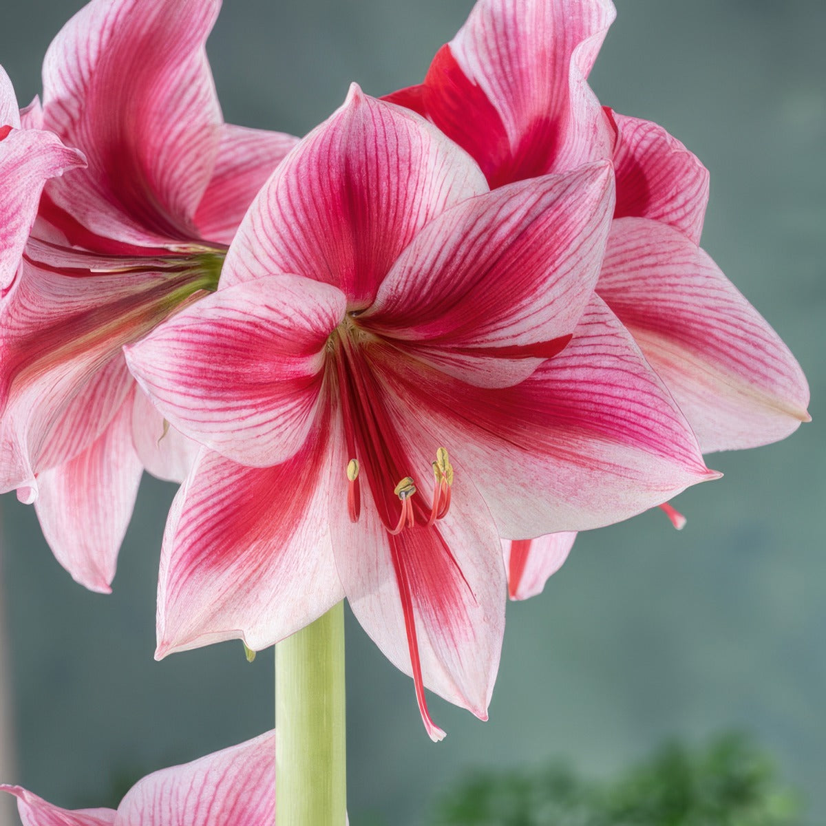 Hippeastrum Gervase 3 2025 Pkhipger - Garden Express Australia