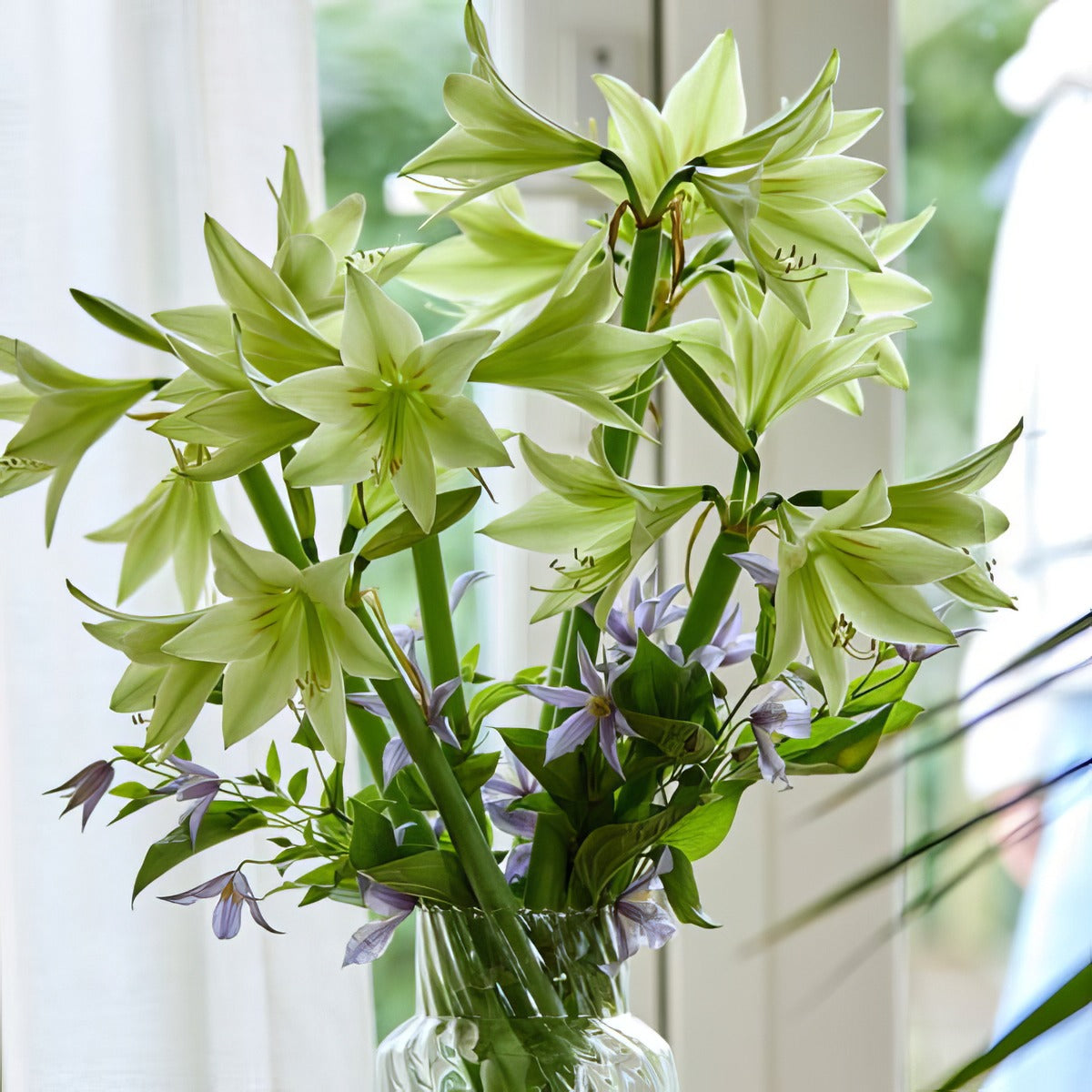Hippeastrum Green Valley Pkhipgva - Garden Express Australia