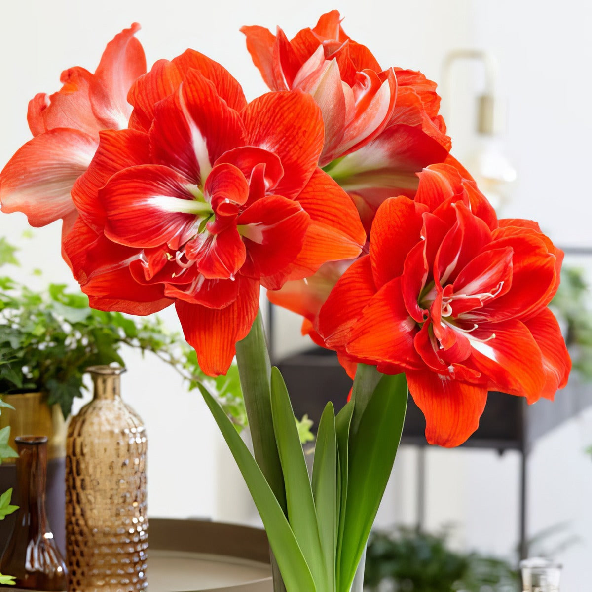 Hippeastrum Happy Nymph Pkhiphny - Garden Express Australia