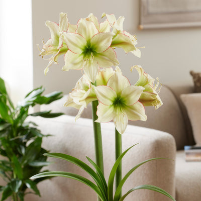 Hippeastrum Spotted Cream 2 Pkhipscr - Garden Express Australia