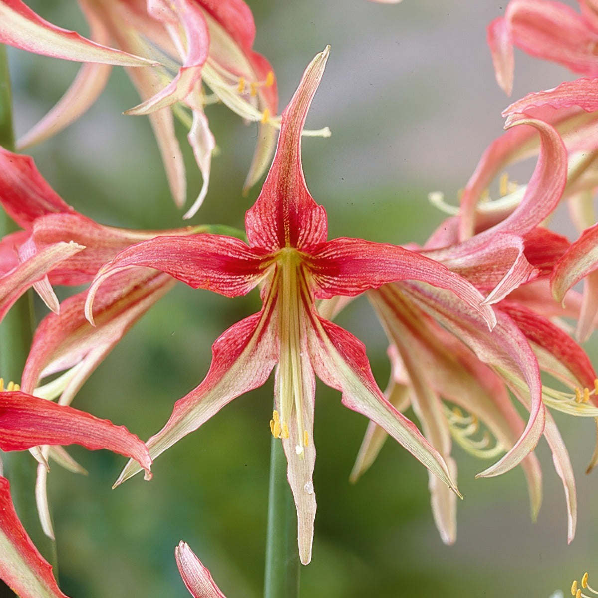Hippeastrum La Paz 21 Pkhiplpa - Garden Express Australia