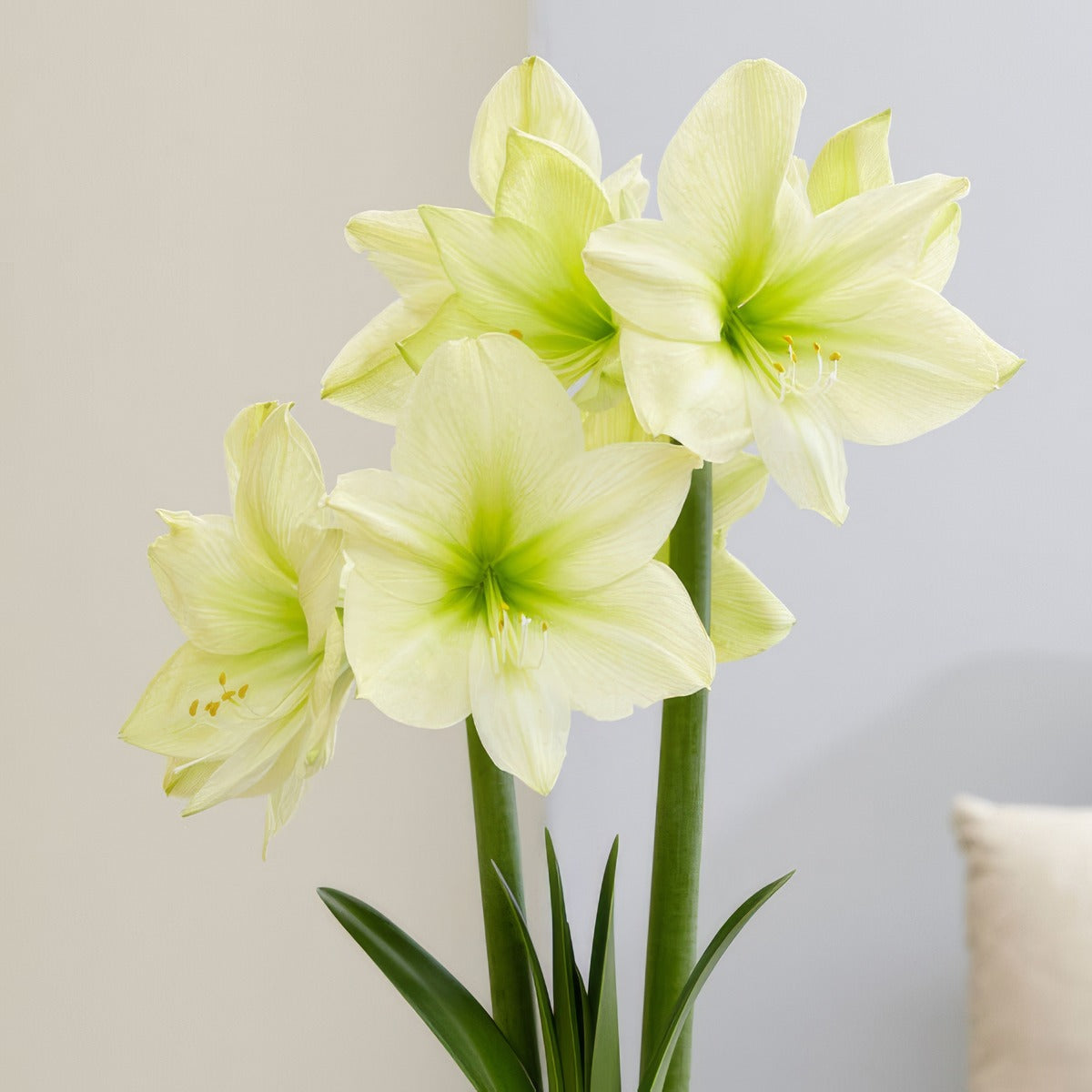 Hippeastrum Lemon Star Pkhiplst - Garden Express Australia