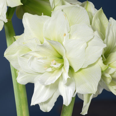 Hippeastrum Marilyn 1 Pkhipmar - Garden Express Australia