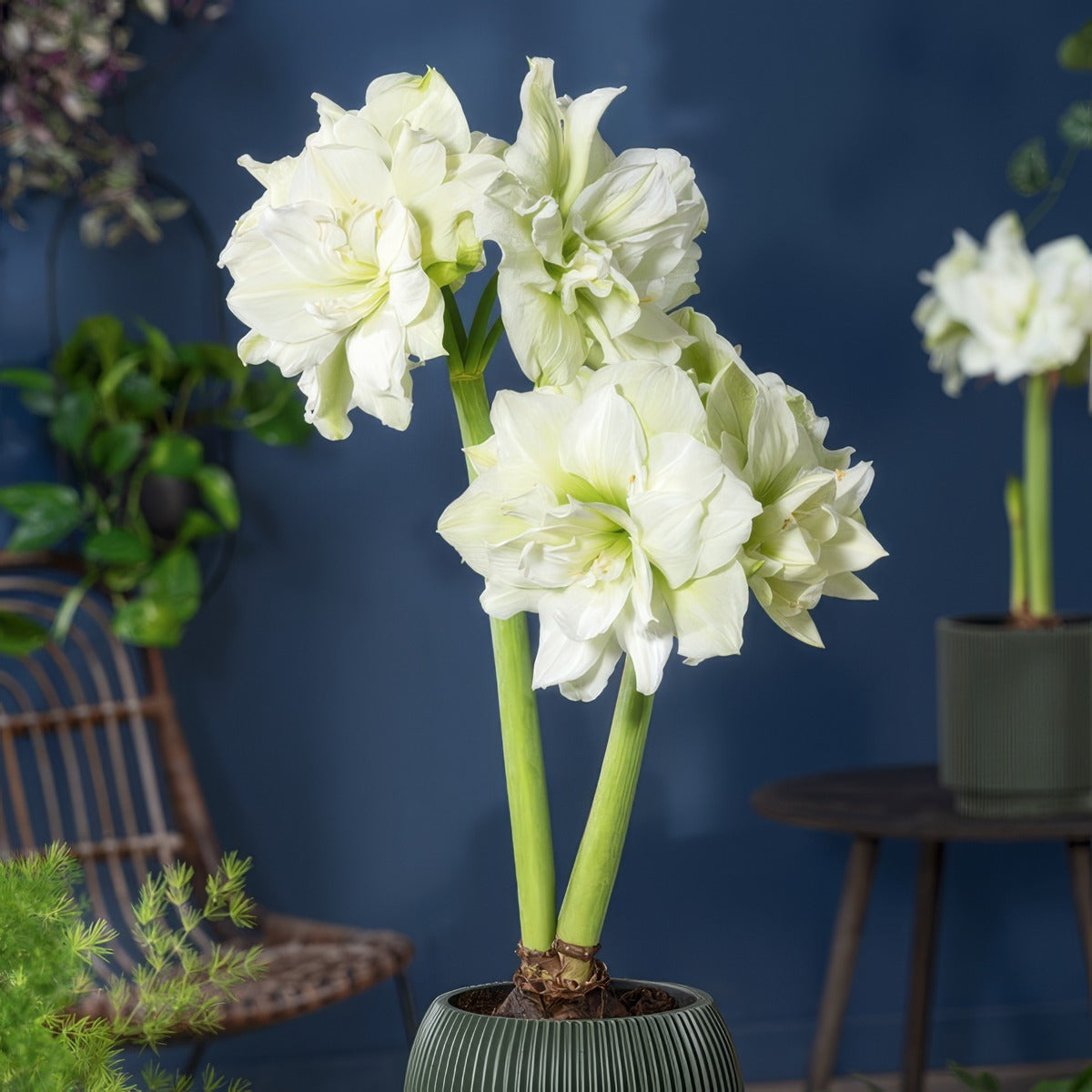 Hippeastrum Marilyn 2 Pkhipmar - Garden Express Australia