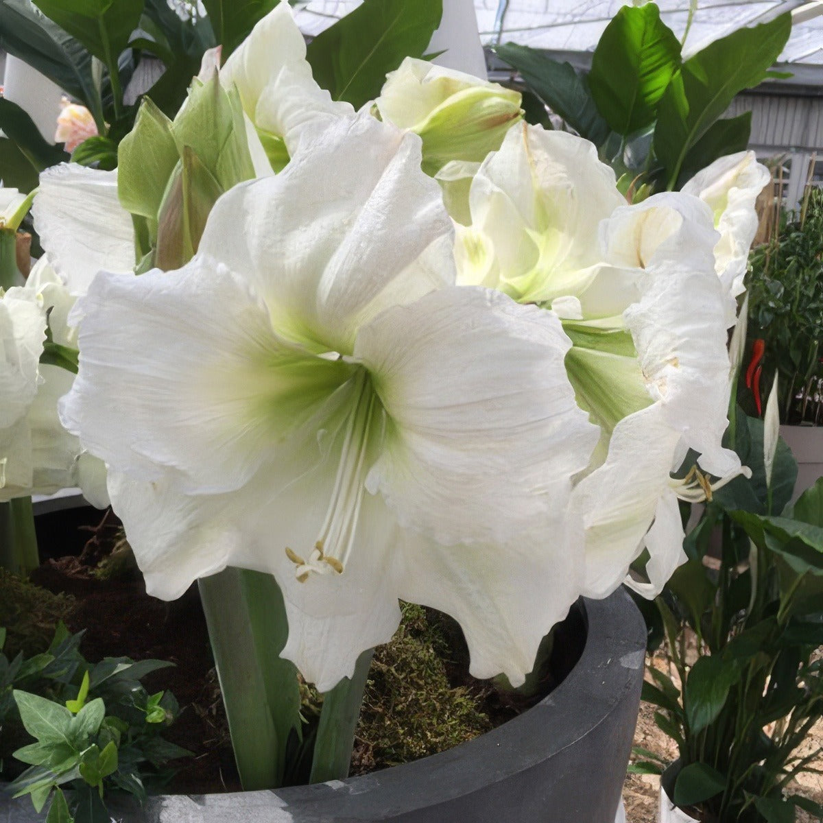 Hippeastrum Matterhorn 16 - Garden Express Australia