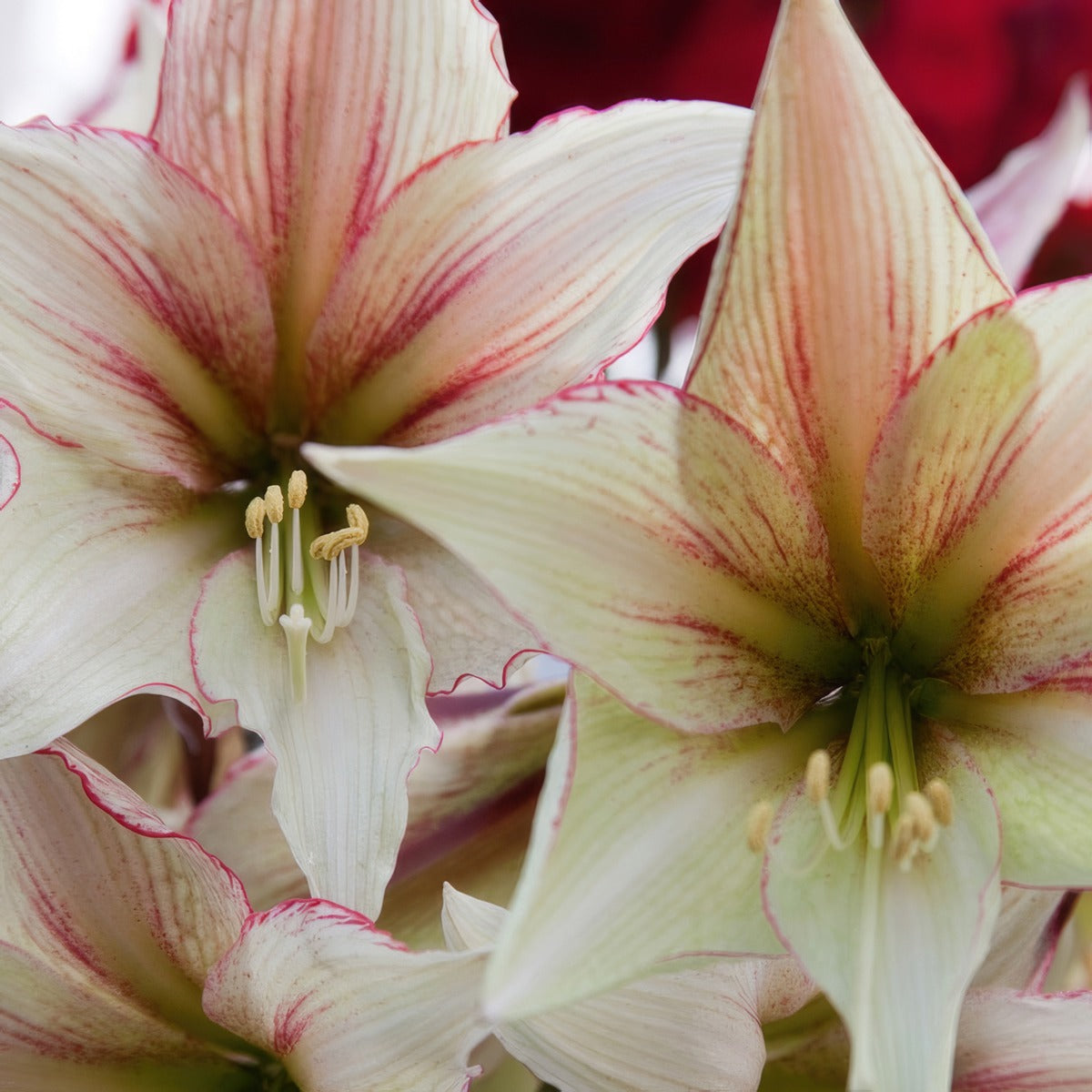 Hippeastrum Magic Green 2021 Pkhipmgr - Garden Express Australia