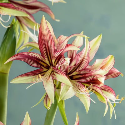 Hippeastrum Mystica 2 Pkhipmys - Garden Express Australia