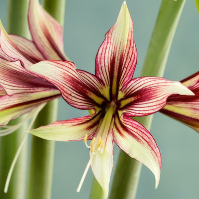 Hippeastrum Mystica Pkhipmys - Garden Express Australia