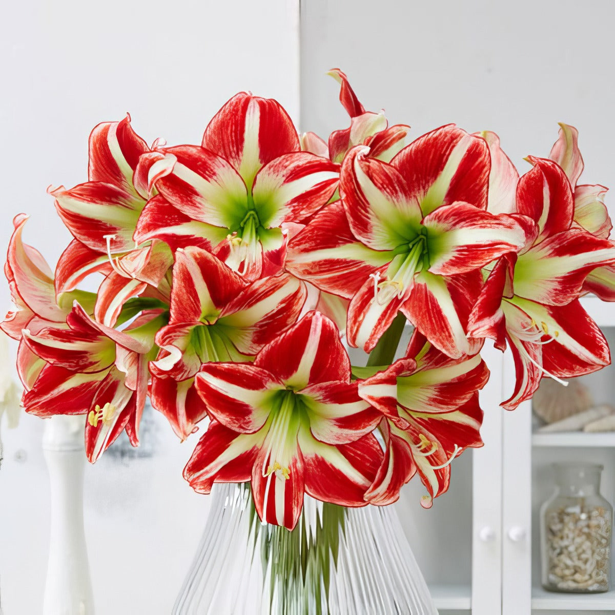 Hippeastrum Ocean Drive2 Pkhipodr - Garden Express Australia
