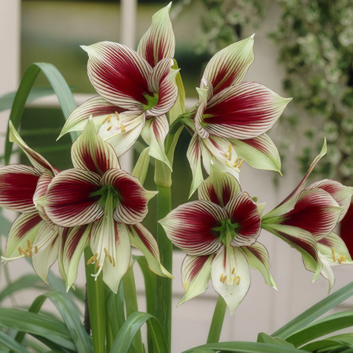 Hippeastrum Papilio 16 - Garden Express Australia