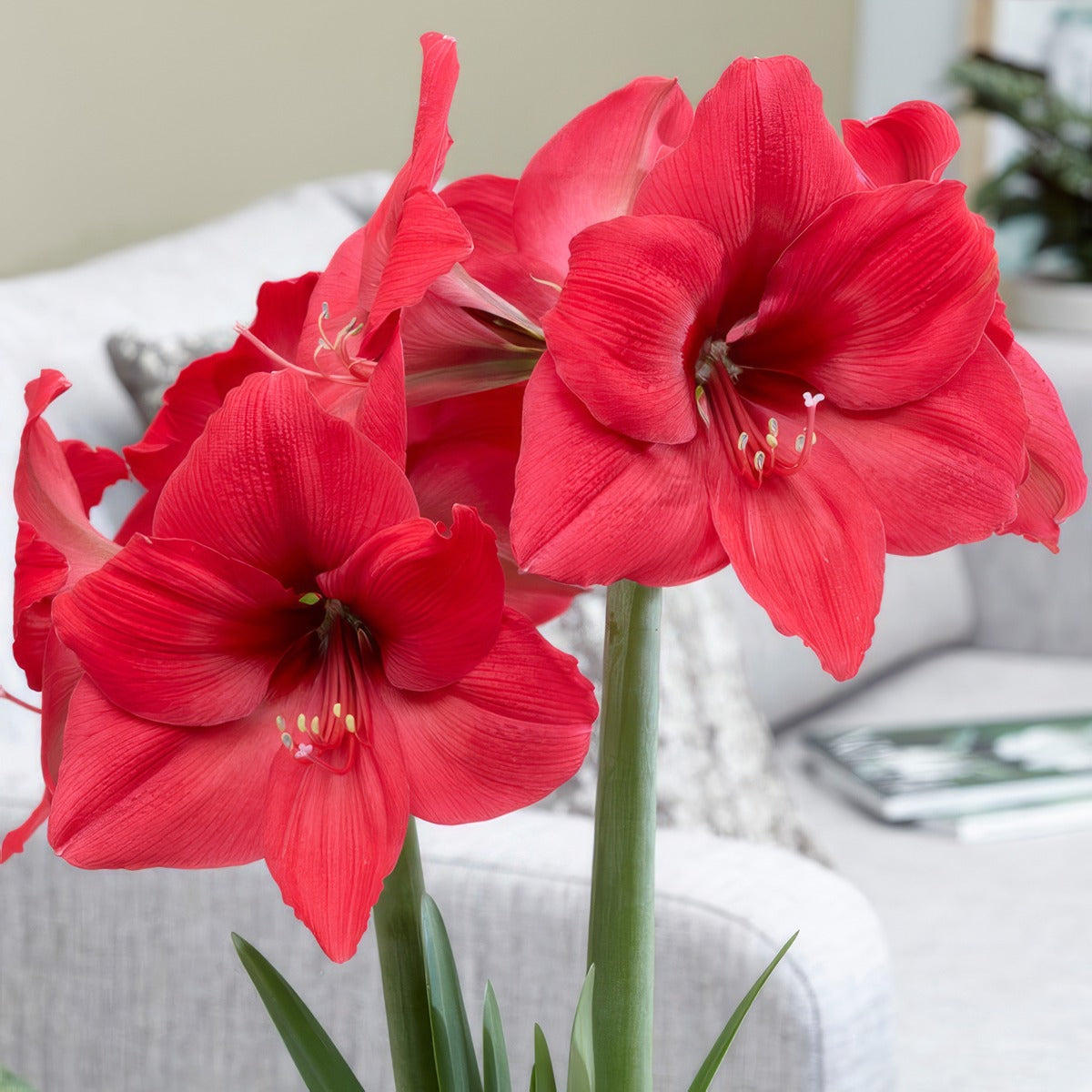 Hippeastrum Pleasure Pkhipple - Garden Express Australia