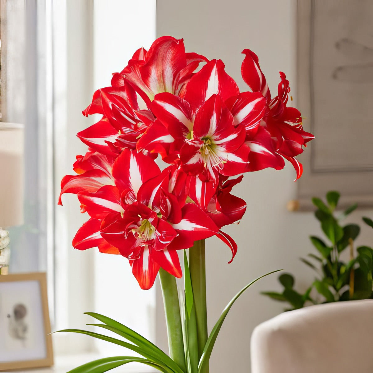 Hippeastrum Party Nymph Pkhippny - Garden Express Australia