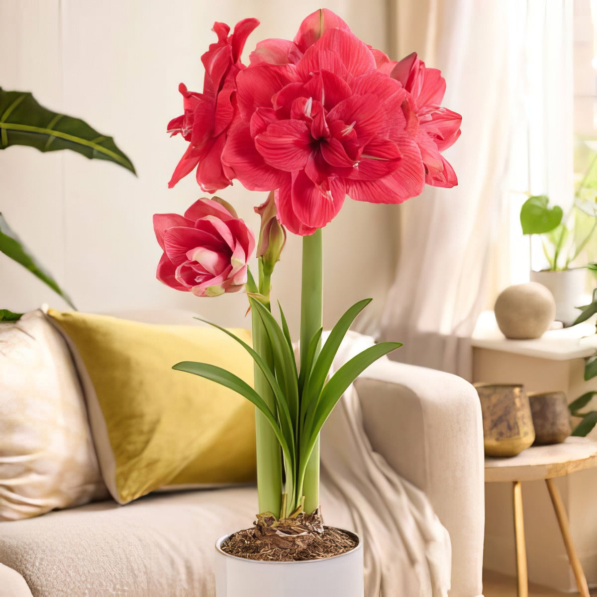 Hippeastrum Pink Symphony Pkhippsy - Garden Express Australia