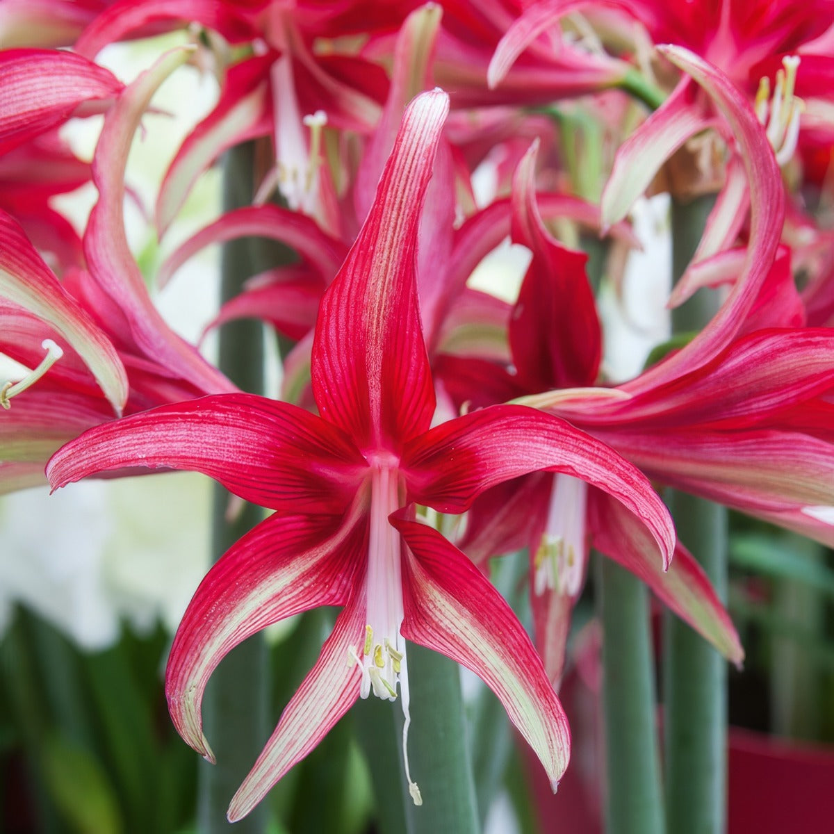 Hippeastrum Quito Pkhipqui - Garden Express Australia