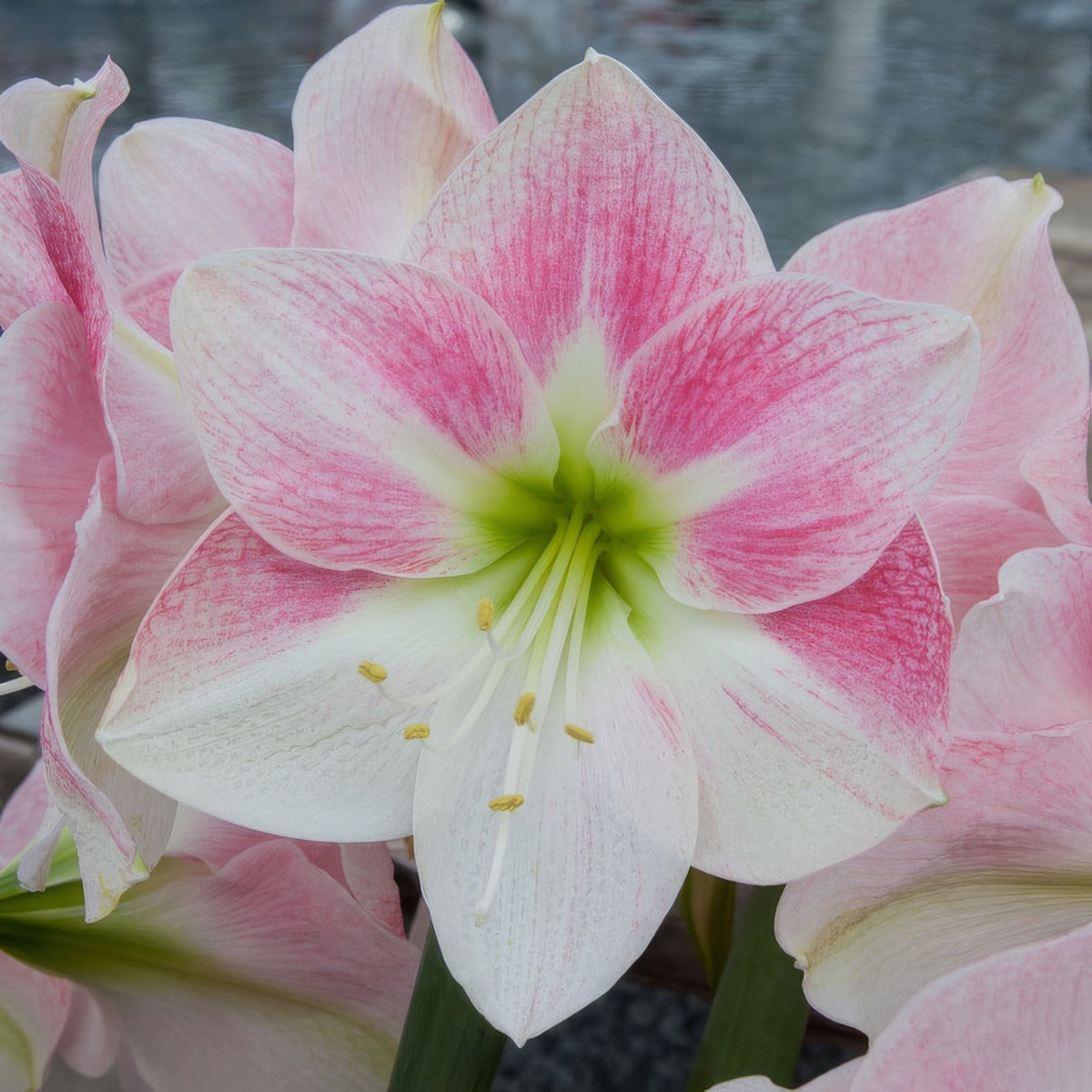 Hippeastrum Rosy Star Pkhiprst - Garden Express Australia