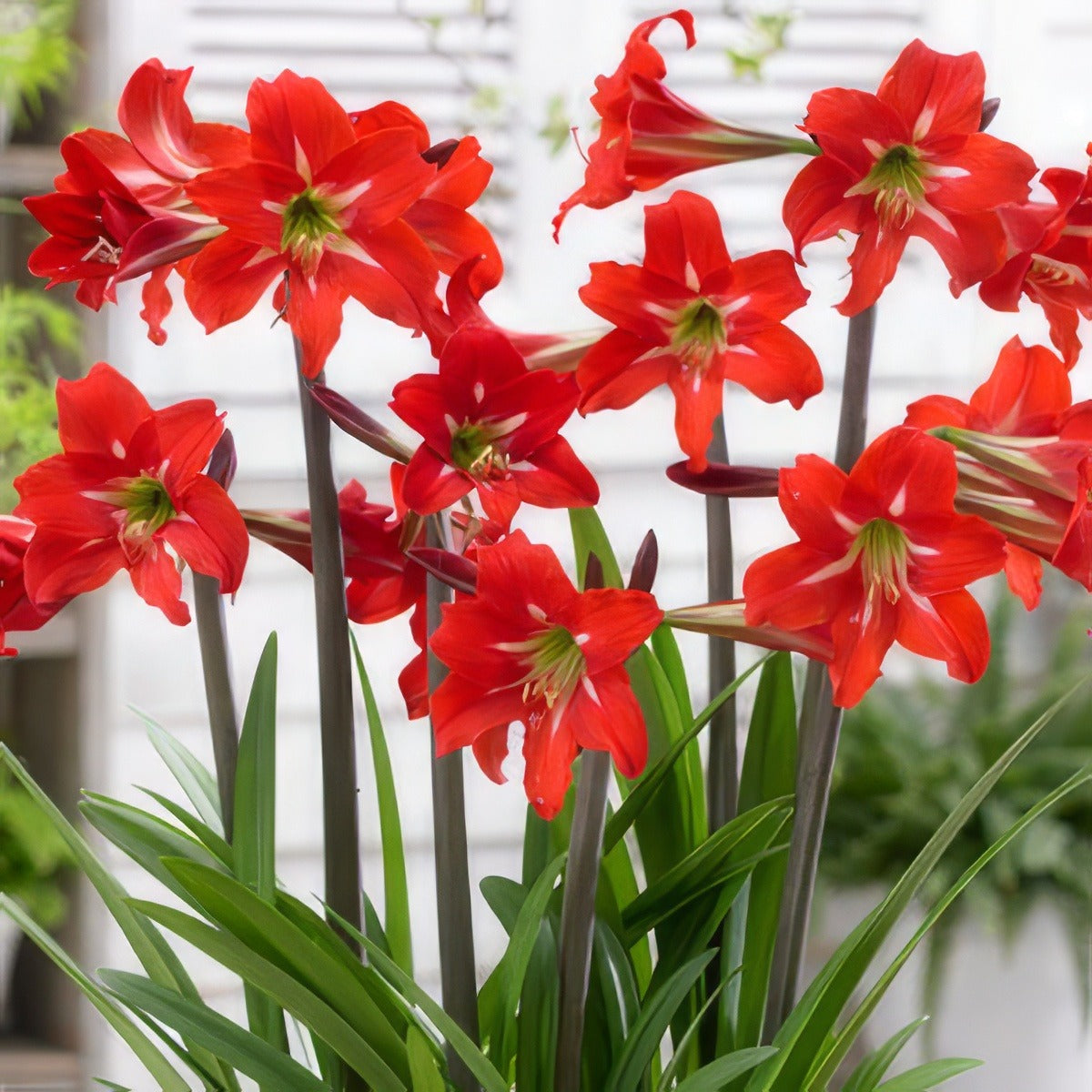 Sonatini Hippeastrum Balentino 15 Vis - Garden Express Australia
