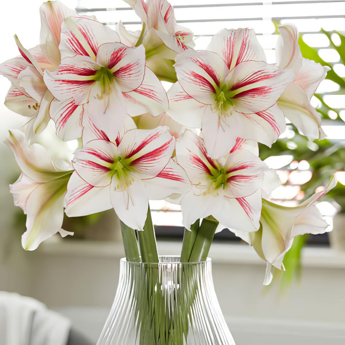 Hippeastrum Smoothie 2 Pkhipsmo - Garden Express Australia