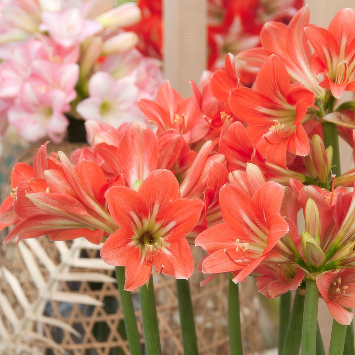 Hippeastrum Sonatini Miss Piggy 2 Pkhipsmp - Garden Express Australia