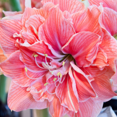 Sweet Nymph Pkhipsny - Garden Express Australia