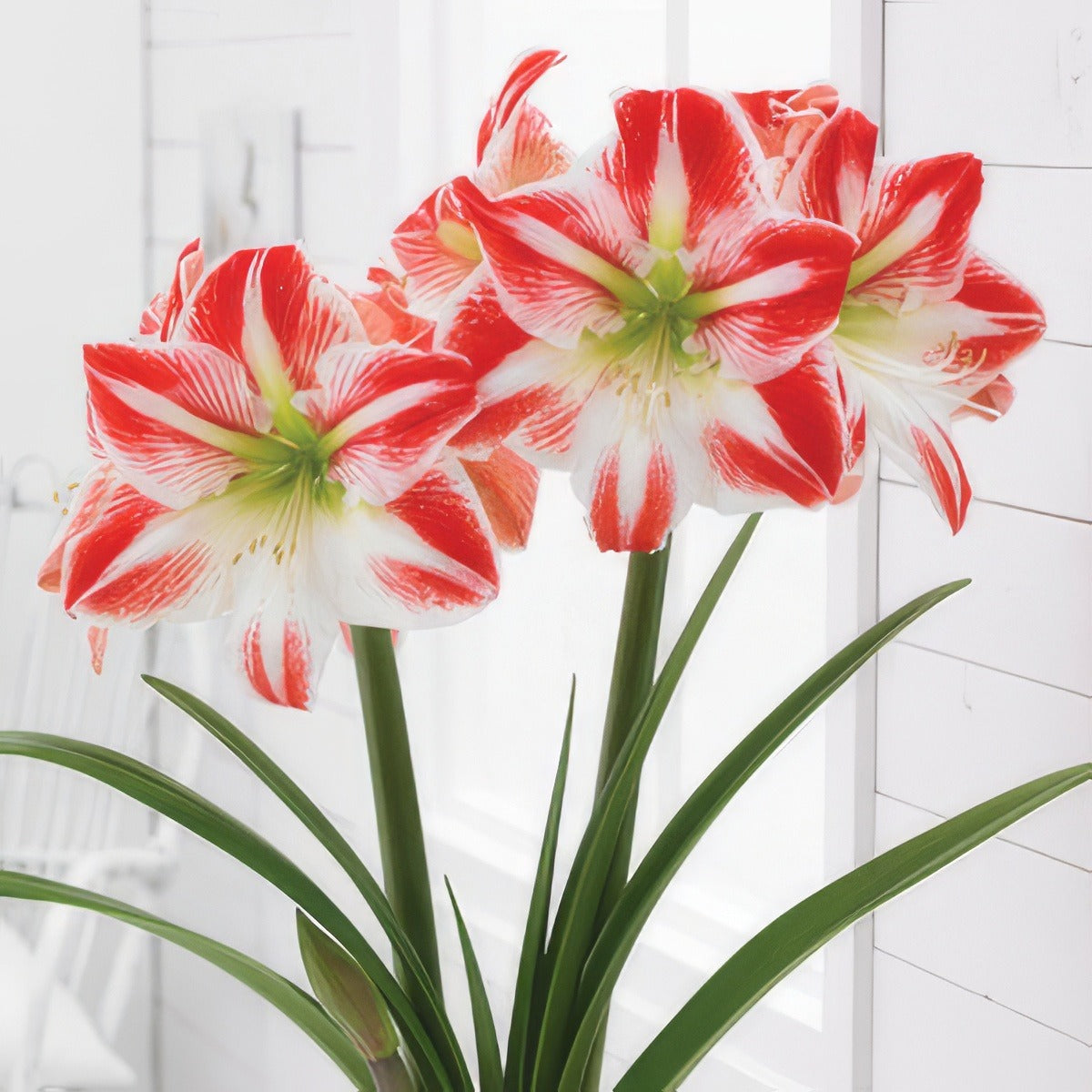 Hippeastrum Spartacus Pkhipspa - Garden Express Australia