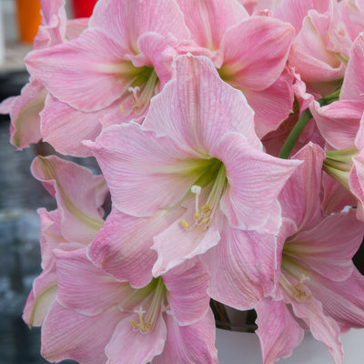 Hippeastrum Sweet Star Pkhipsst - Garden Express Australia