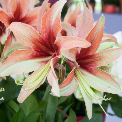 Hippeastrum Wild Amazone 2 Pkhipwaz - Garden Express Australia