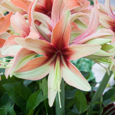 Hippeastrum Wild Amazone Pkhipwaz - Garden Express Australia