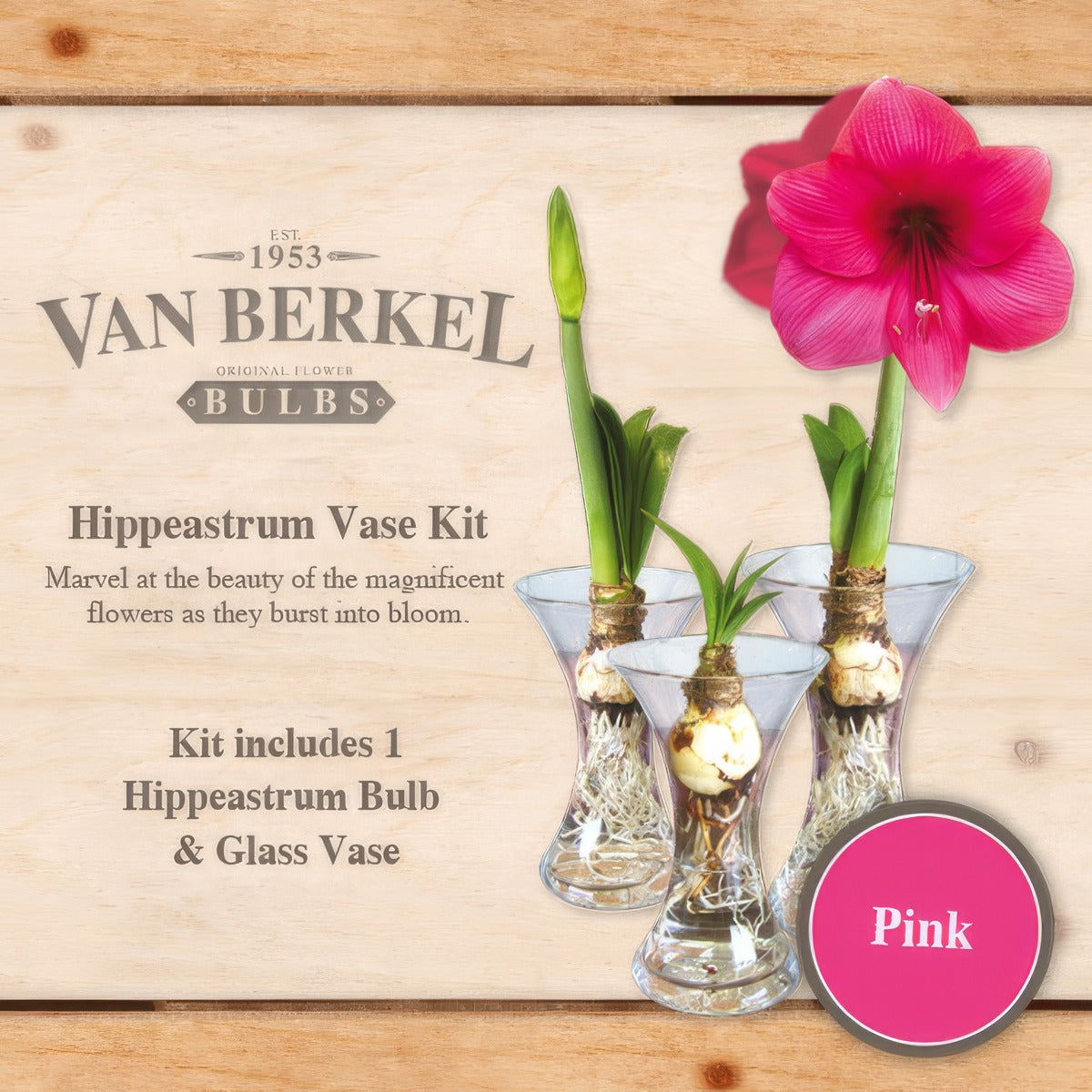Vb Hippeastrumvase Pink - Garden Express Australia