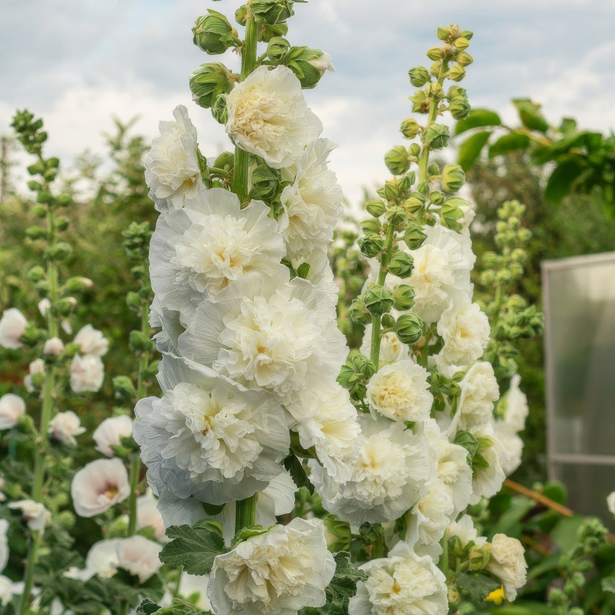 Hollyhock Double White P68holdwh - Garden Express Australia