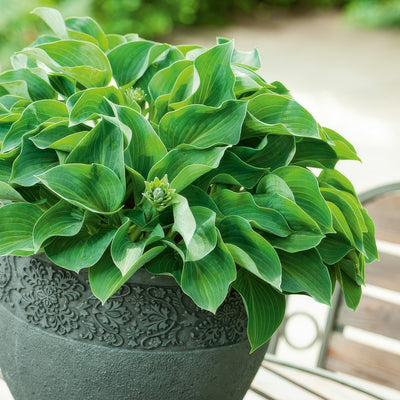 Hosta Green Lady Value Pack 2024 Pkhosgre10 - Garden Express Australia