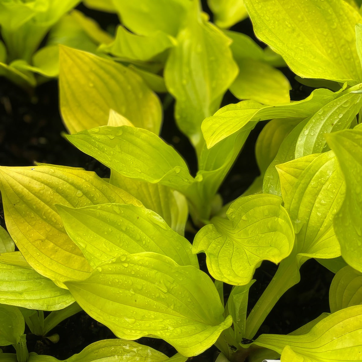 Hosta Blackfoot Pkhosbfo - Garden Express Australia