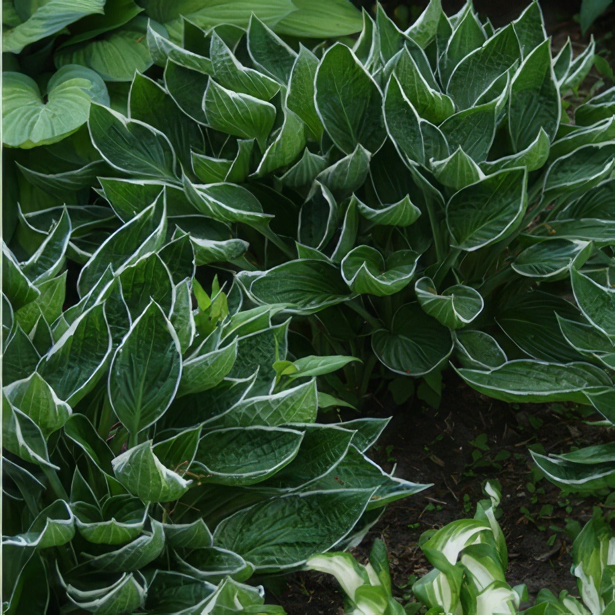 Hosta Dew Drop Pplhosddr - Garden Express Australia
