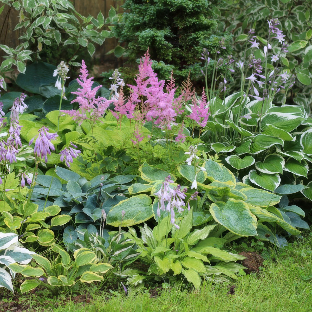 Hosta Mixed Greens Pkhosmxd5 - Garden Express Australia