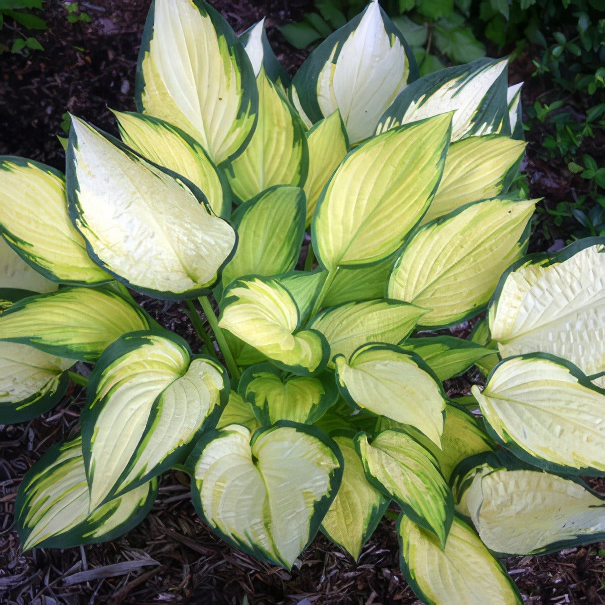 Hosta Orange Marmalade Pplhosoma - Garden Express Australia