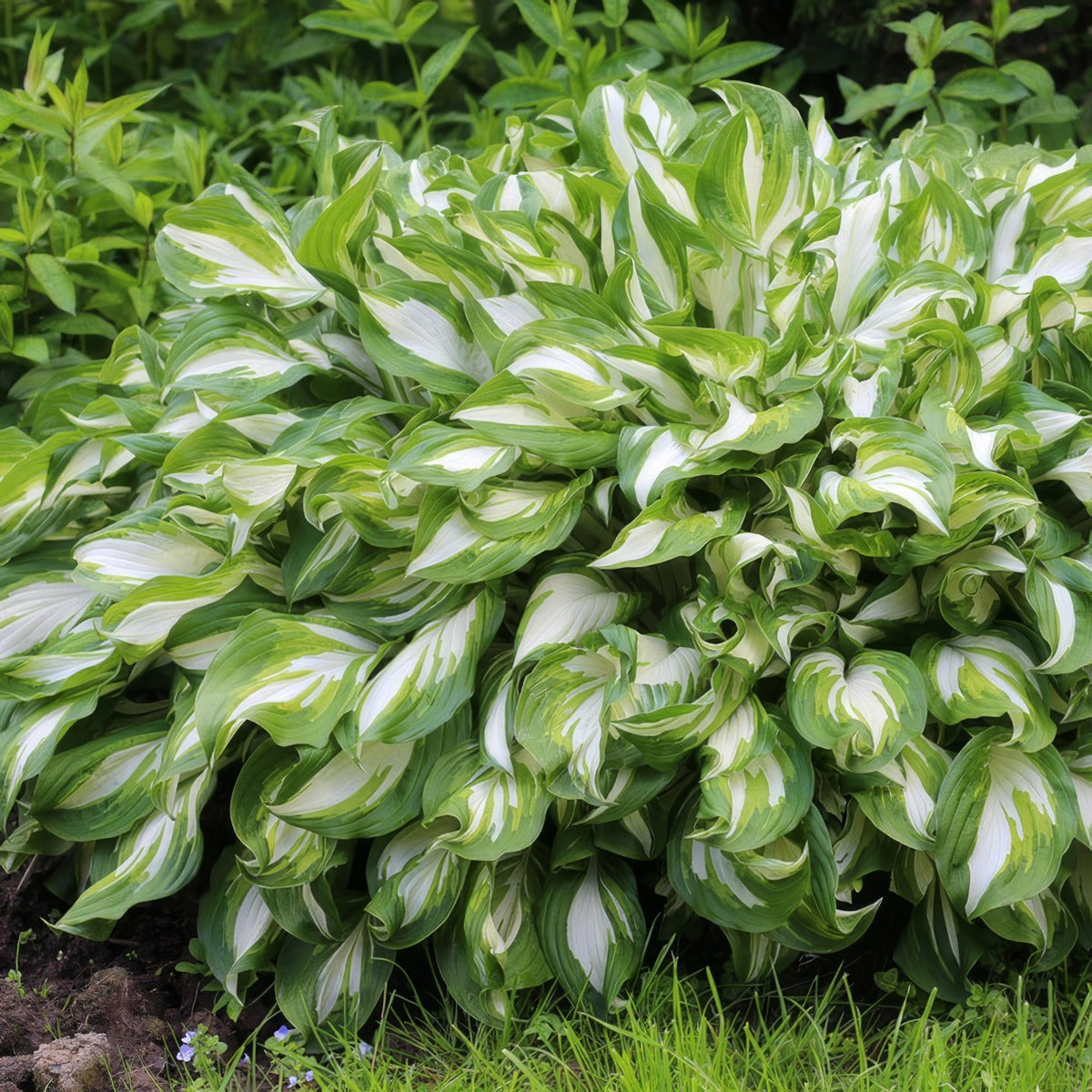 Hosta Undulata P68hosund - Garden Express Australia