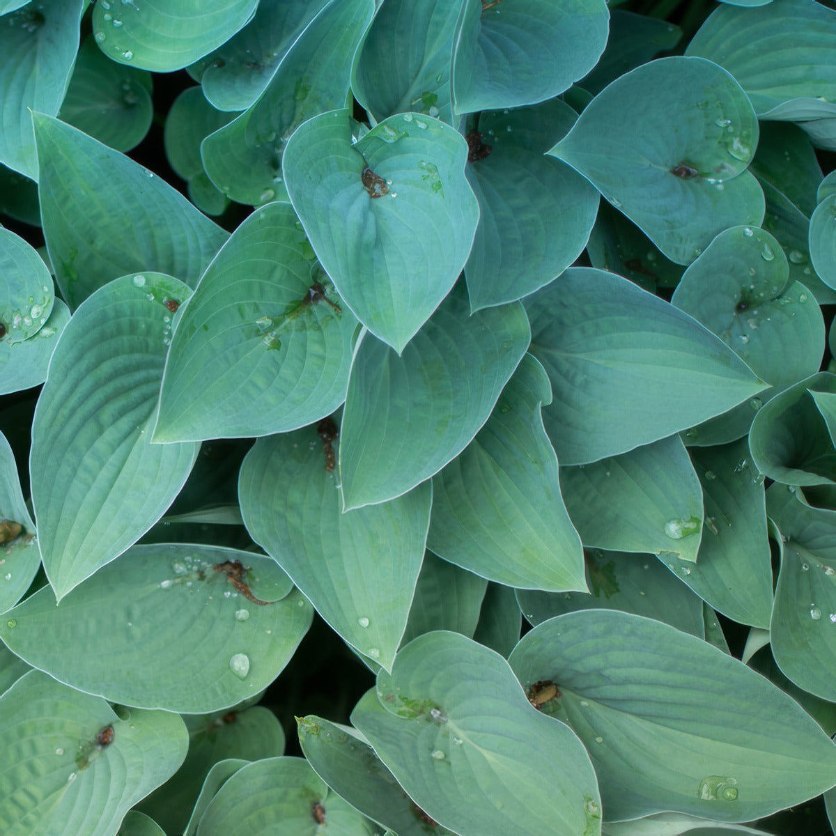 Hosta Wagtail Pkhoswag - Garden Express Australia