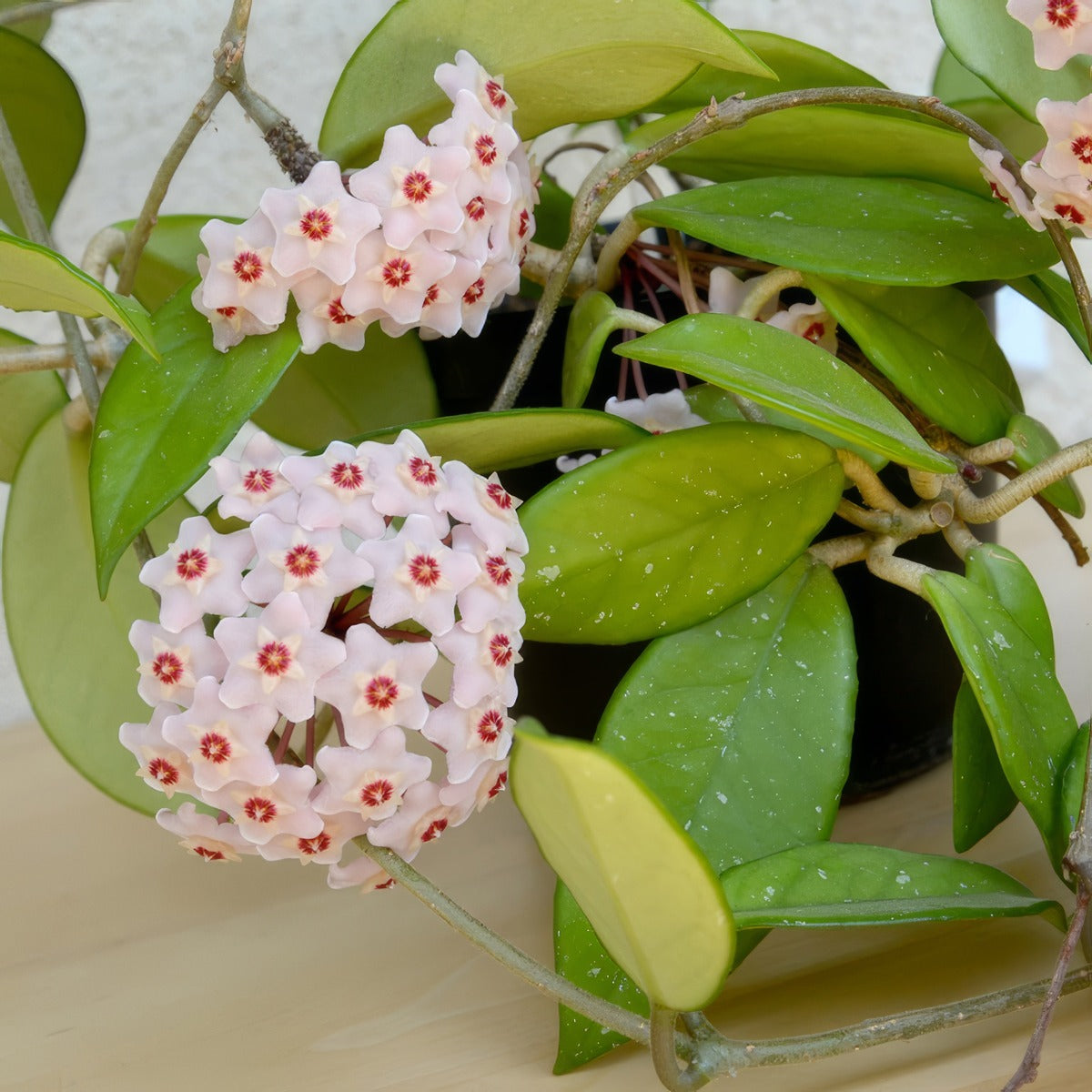 Hoya Carnosa Pplhoycap - Garden Express Australia
