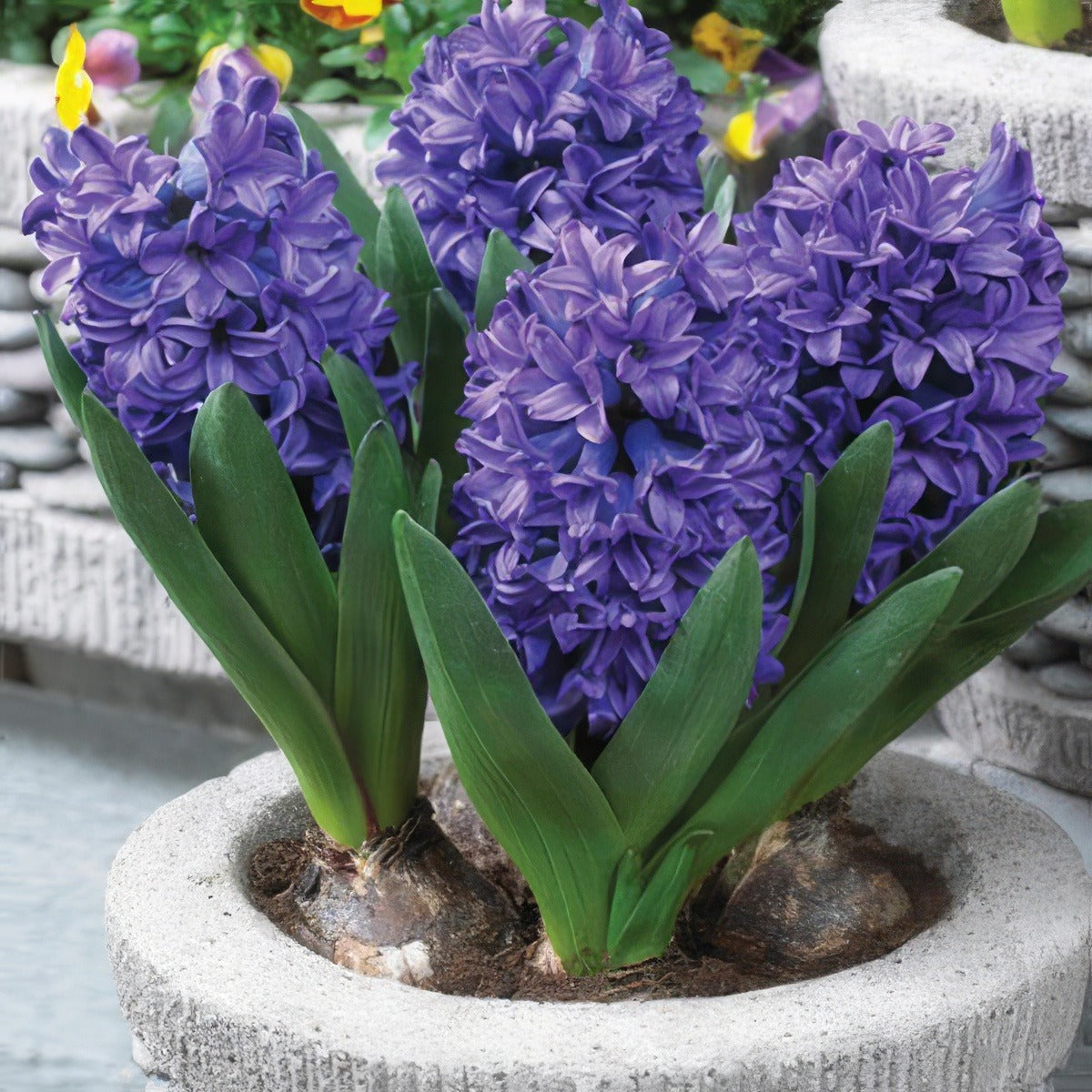 Hyacinth Blue Trophy Pkhyabtr - Garden Express Australia