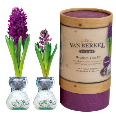 Vb Hyacithvase Burgundy - Garden Express Australia