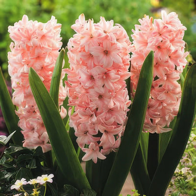 Hyacinth China Pink Pkhyacpi 2017 - Garden Express Australia