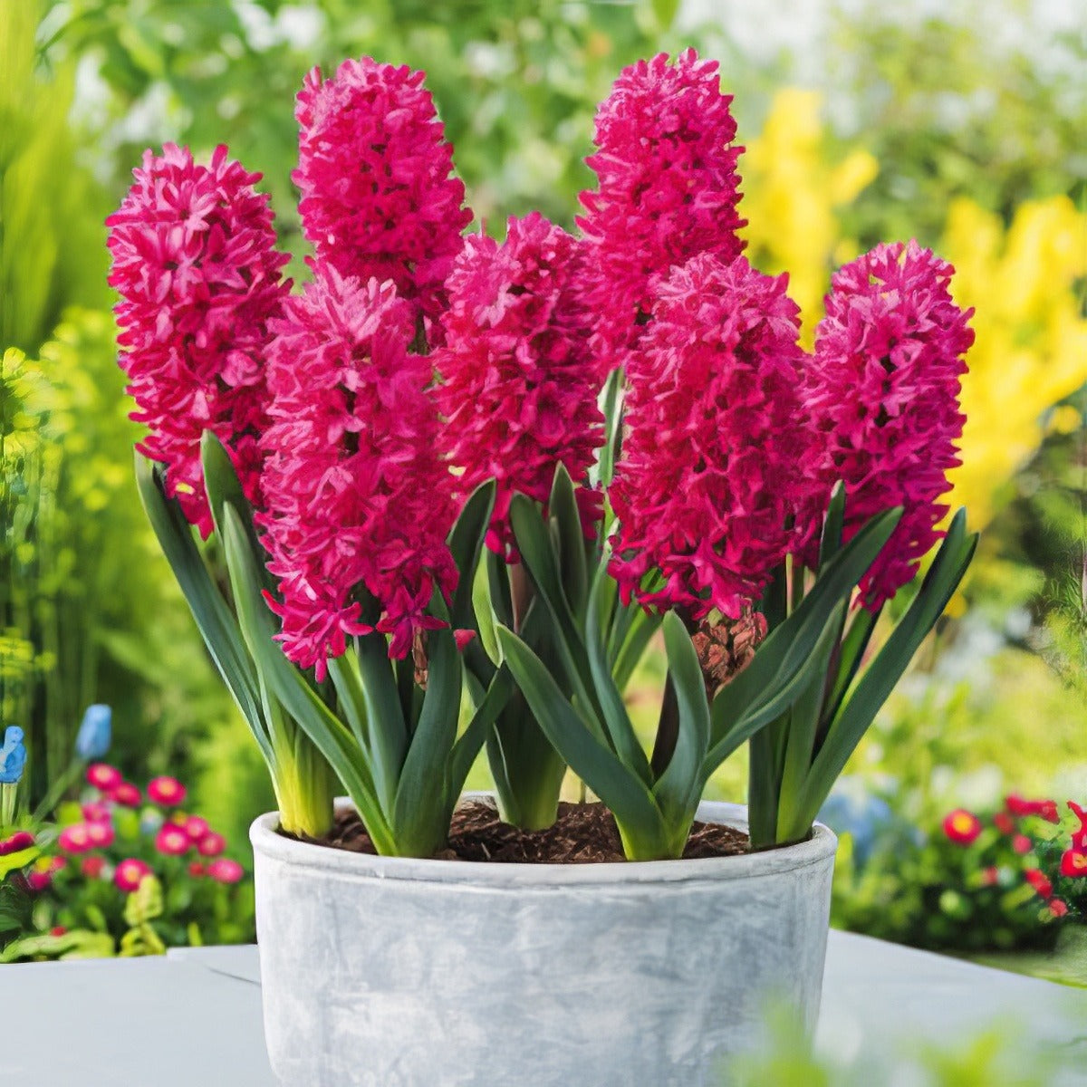 Hyacinth Jan Bos 2 Pkhyajbo 2025 - Garden Express Australia