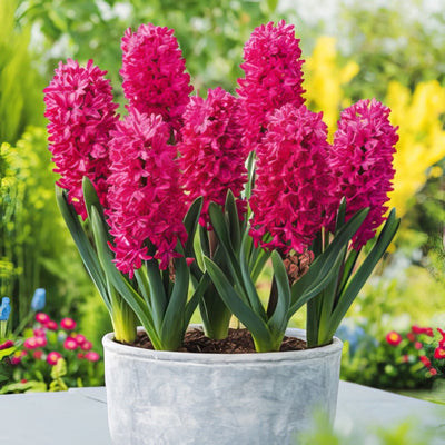 Hyacinth Jan Bos 2 Pkhyajbo 2025 - Garden Express Australia