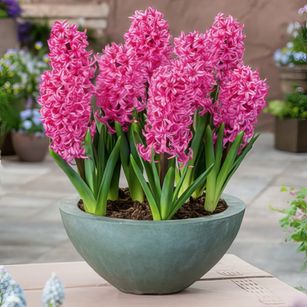 Hyacinth Johanna 2 Pkhyajoh 2025 - Garden Express Australia