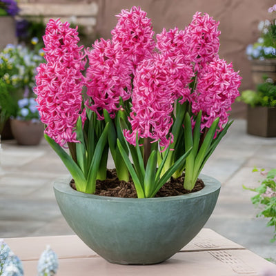 Hyacinth Johanna 2 Pkhyajoh 2025 - Garden Express Australia