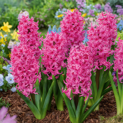 Hyacinth Johanna Pkhyajoh 2025 - Garden Express Australia