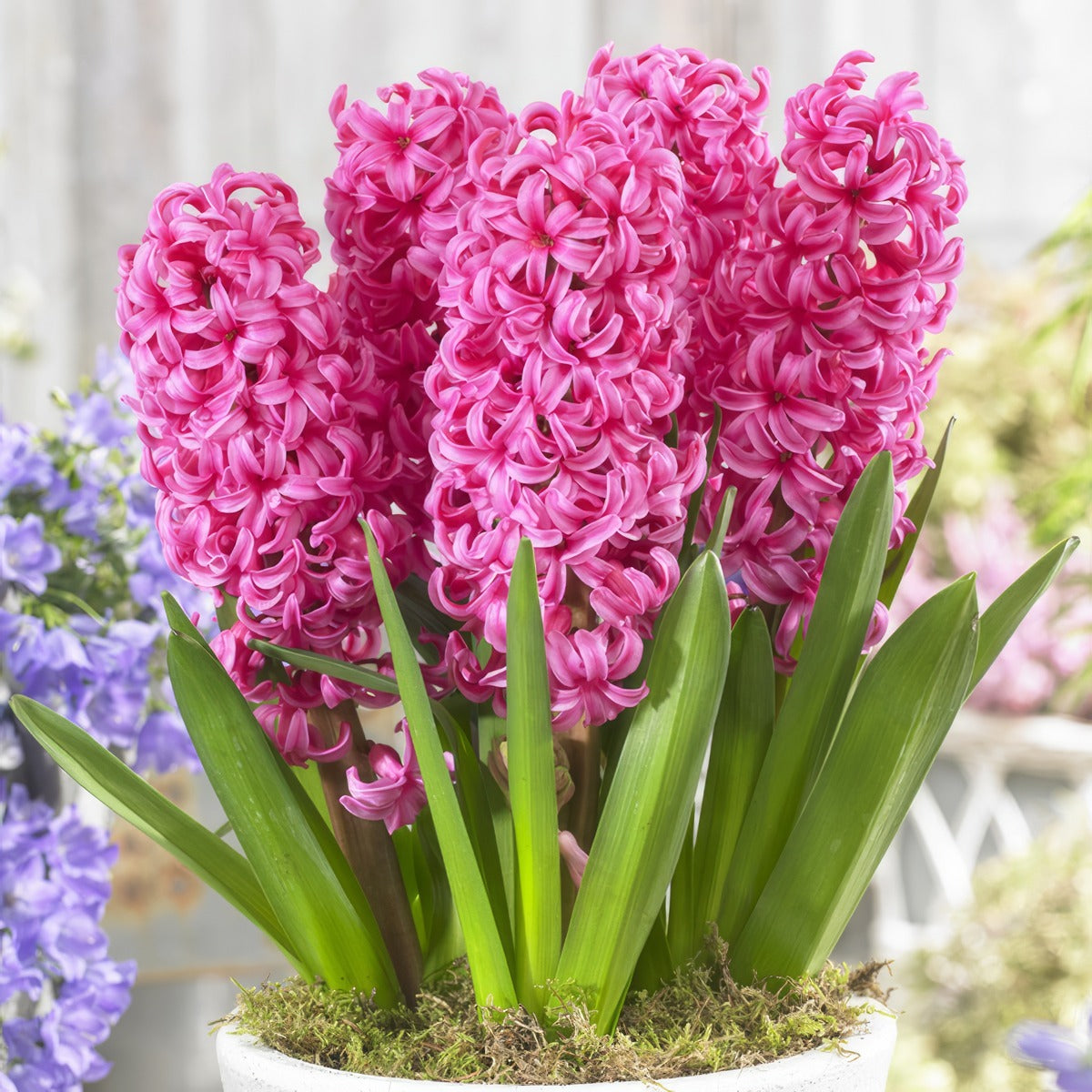 Hyacinth Johanna 22 Pkhyajoh - Garden Express Australia