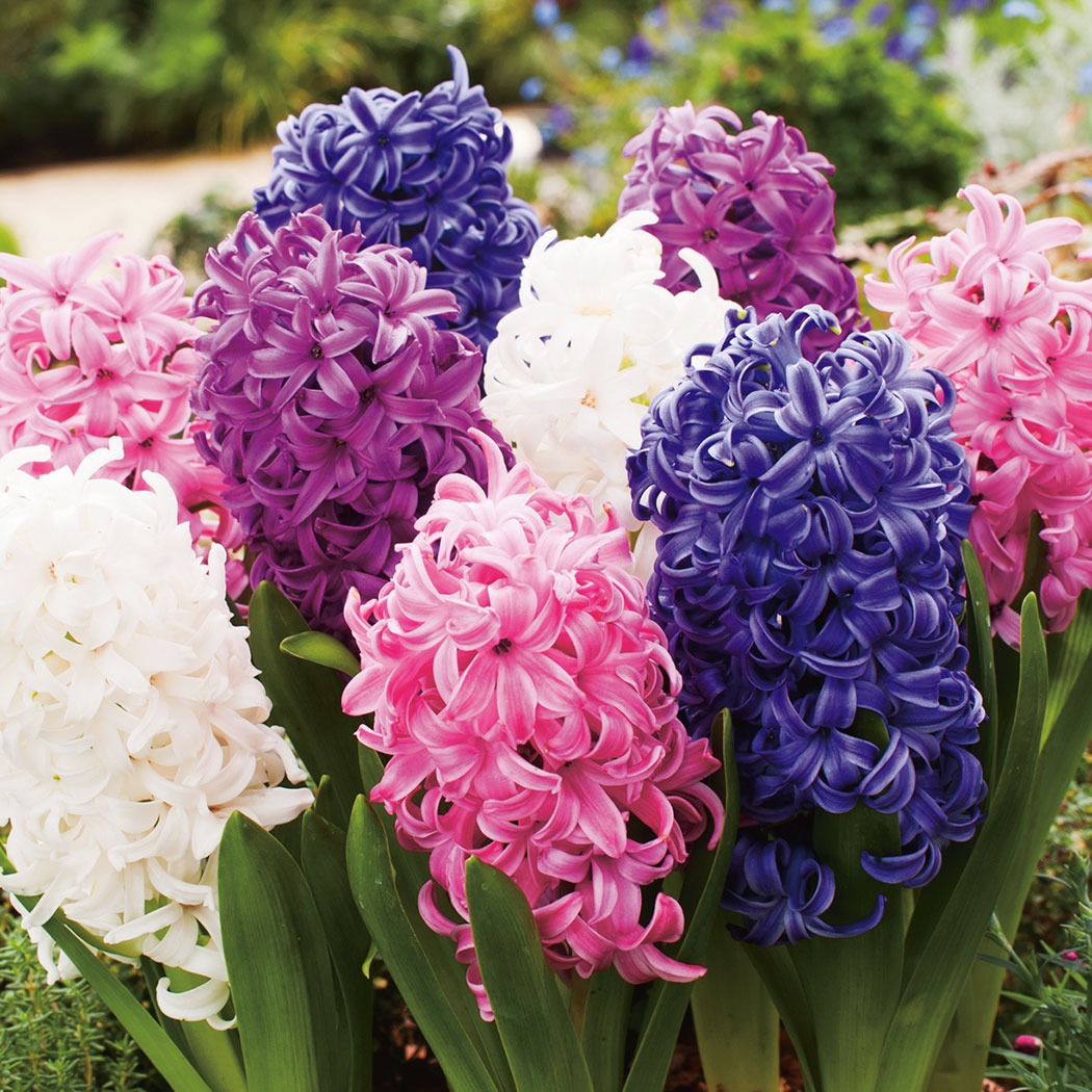 Hyacinth Mixed Pkhyamxd - Garden Express Australia