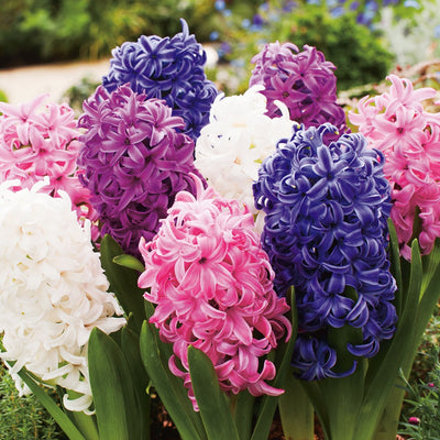 Hyacinth Mixed Pkhyamxd - Garden Express Australia