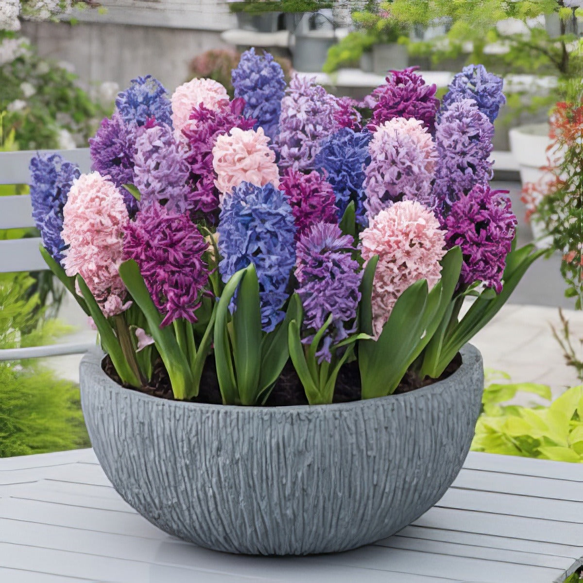 Hyacinth Spring Pastels Blend 2 Pkhyaspb 2025 - Garden Express Australia